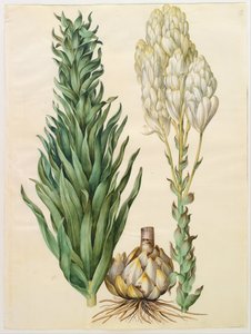 Lilium candidum monstrosum av Hans Simon Holtzbecker