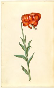 Kalcedonlilja (röd turbanlilje) av Hans Simon Holtzbecker