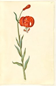 Kalcedonlilja (röd turbanlilje) av Hans Simon Holtzbecker