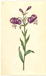 Lilium martagon (kranslilja) av Hans Simon Holtzbecker
