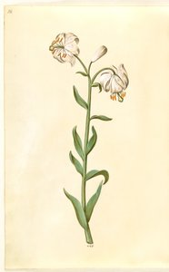 Lilium martagon (kranslilja) av Hans Simon Holtzbecker