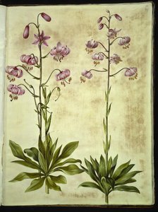 Lilium martagon (kranslilja) av Hans Simon Holtzbecker