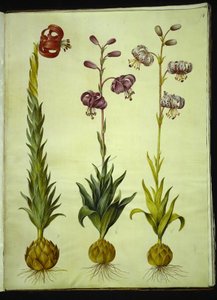 Lily pomponium (pompon-lilje); Martagon lily (krans-lilje) av Hans Simon Holtzbecker