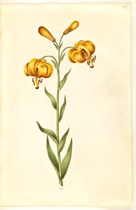 Lilium pyrenaicum (pyrenisk lilja) av Hans Simon Holtzbecker