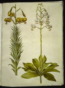 Lilium pyrenaicum (Pyrenean lilja); Lilium martagon (kranslilja) av Hans Simon Holtzbecker