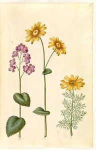 Månväxter (judaspenge); Doronicum pardalianches (hjertebladet gemserod); Vernal Adonis (vår-adonis) av Hans Simon Holtzbecker
