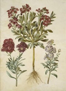 Matthiola Incana (vinter-levkøj) av Hans Simon Holtzbecker