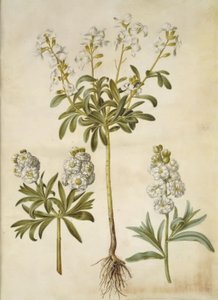 Matthiola Incana (vinter-levkøj) av Hans Simon Holtzbecker