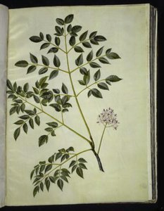 Melia azedarach (paternostertræ) av Hans Simon Holtzbecker