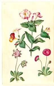 Mirabilis jalapa (mirakelblomma); Bellis perennis (vanlig tusensköna) av Hans Simon Holtzbecker