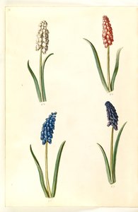 Muscari botryoides (vanlig pärlhyacint) av Hans Simon Holtzbecker