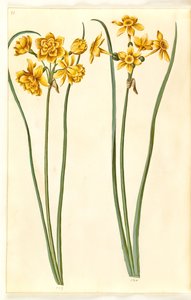Narcissus jonquilla (siv-narcis) av Hans Simon Holtzbecker
