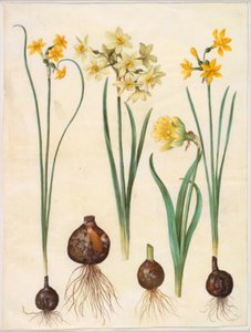 Narcissus jonquilla (rus-narciss); Narcissus tazetta aureus (guld-tazet); Narcissus pseudonarcissus bicolor (tvåfärgad påsklilja)