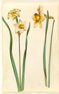 Narcissus ×mediluteus (toblomstret narcissus); Narcissus ×ojämförlig (har narcissist) av Hans Simon Holtzbecker