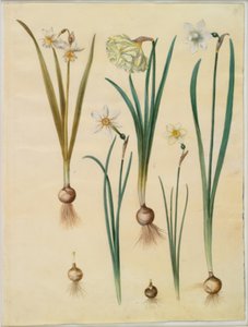 Narcissus ×mediluteus (toblomstret narcissus); Narcissus pseudonarcissus; Narcissus (narcissus); Poetisk narcissus (pinselilje); Narcissus × tunnare av Hans Simon Holtzbecker