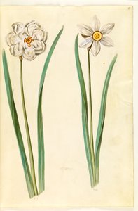 poetisk narcissus (pinselilje) av Hans Simon Holtzbecker