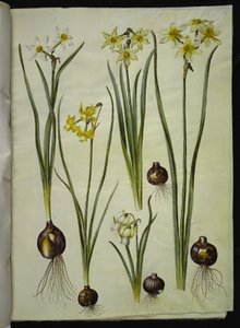 Poetisk narcissus (pinselilje); Narcissus triandrus (orkidé-narcissus); Narcissus ×mediluteus (toblomstret narcissus) av Hans Simon Holtzbecker