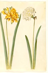 Narcissus pseudonarcissus (påsklilja) av Hans Simon Holtzbecker