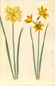 Narcissus pseudonarcissus (påsklilja); Narcissus tazetta aureus (guld-tazet) av Hans Simon Holtzbecker