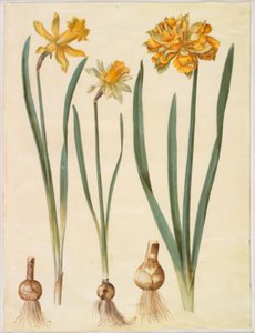 Narcissus pseudonarcissus major (stor påsklilja); Narcissus pseudonarcissus bicolor (tvåfärgad påsklilja); Narcissus pseudonarcissus av Hans Simon Holtzbecker