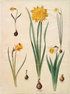 Narcissus pseudonarcissus minor; Narcissus pseudonarcissus (påsklilja); Narcissus ×tenuior; Narcissus bulbocodium (crinolin narcissus); Narcissus pseudonarcissus bicolor (tvåfärgad påsklilja) av Hans Simon Holtzbecker