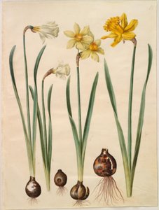 Narcissus pseudonarcissus moschatus (mysk-narcissus); Narcissus ×mediluteus (toblomstret narcissus); Narcissus pseudonarcissus major (stor påskelilje) av Hans Simon Holtzbecker