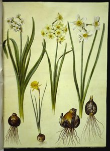Narcissus tazetta (tazet); Narcissus ×medioluteus (toblomstret narcis); Narcissus bulbocodium (krinolin-narcis) av Hans Simon Holtzbecker