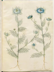 Nigella damascena (jungfru i det gröna) av Hans Simon Holtzbecker