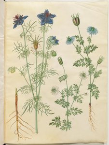 Nigella hispanica (djävulen i busken); Nigella sativa (svart spiskummin) av Hans Simon Holtzbecker