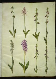 Ophrys apifera eller Ophrys sphegodes (biflugablomma eller tidig flugblomma); "Orchis simia" (fantasiblomma); Ophrys apifera (biflugablomma); Orchis (gökört); Orchis militaris (Knight