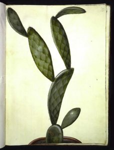 Opuntia monacantha av Hans Simon Holtzbecker