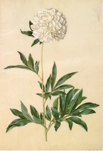 Paeonia lactiflora (silkespion) av Hans Simon Holtzbecker