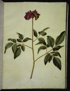 Hanpion (rose-silkeplante) av Hans Simon Holtzbecker