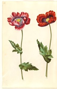 Opiumvallmo (opiumvallmo) av Hans Simon Holtzbecker