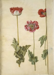 Opiumvallmo (opiumvallmo) av Hans Simon Holtzbecker