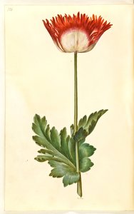 Opiumvallmo (opiumvallmo) av Hans Simon Holtzbecker