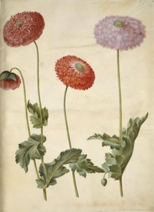 Opiumvallmo (opiumvallmo) av Hans Simon Holtzbecker
