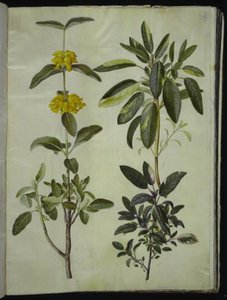 Phlomis fruticosa (vanlig snapdragon); Salvia officinalis (salvia) av Hans Simon Holtzbecker