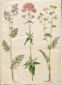 Polemonium caeruleum (vanlig Jakobsstege); Centranthus ruber (röd sporvaleriana) av Hans Simon Holtzbecker