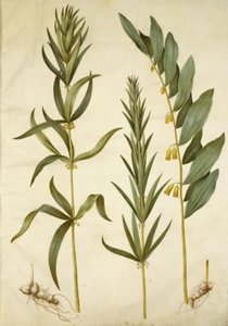 Polygonatum verticillatum (krans-konval); Polygonatum multiflorum (stor konval) av Hans Simon Holtzbecker