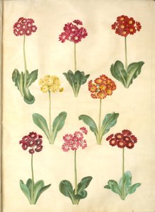 Primula ×pubescens (har-aurikel) av Hans Simon Holtzbecker