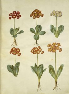 Primula ×pubescens (har-aurikel) av Hans Simon Holtzbecker
