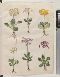 Primula ×pubescens Wulfen (har öronbågar) av Hans Simon Holtzbecker