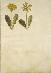 Primula veris (hybrid med ihålig halsring); Primula veris (hålhalsad cowpea) av Hans Simon Holtzbecker
