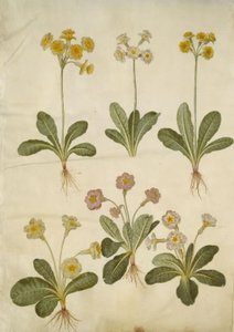 Primula veris (hybrid med ihålig halsring); Primula vulgaris (storblommig cowpea hybrid) av Hans Simon Holtzbecker