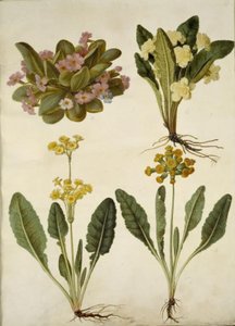 Primula vulgaris (carnival cowslip); Primula vulgaris (hybrid av storblommig primula); Primula veris (hybrid med hålhalsad cowpea) av Hans Simon Holtzbecker