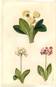 Primula vulgaris (storblommig kohals); Primula ×pubescens (trädgårdsörn) av Hans Simon Holtzbecker