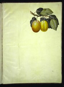 Prunus domestica (blomme) av Hans Simon Holtzbecker