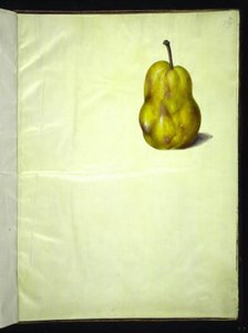 Pyrus communis (vanligt päron) av Hans Simon Holtzbecker