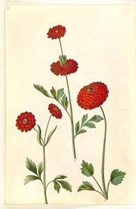 Ranunculus asiatica (har ranunkel) av Hans Simon Holtzbecker